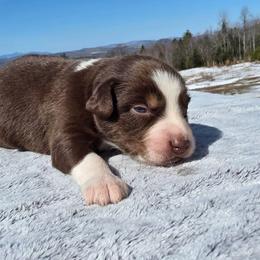 Boy 3 - Red tri-color male Australian Shepherd puppy in Solon, Maine from Mountain Range Australian Shepherds