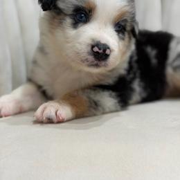Orion AKC - Blue merle male Australian Shepherd puppy in Polk City, Florida from Skaky Shepherds