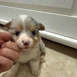 Full fluffy Estelle - Blue merle and white female American Corgi puppy in Decatur, Texas from Bar S Corgis