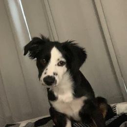 Miniature Australian Shepherd All Grown Up from Kountryside Mini Aussies