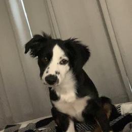Miniature Australian Shepherd All Grown Up from Kountryside Mini Aussies