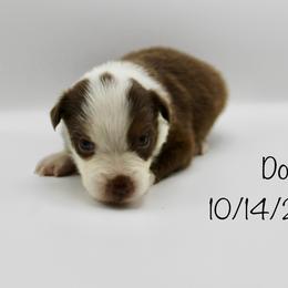 Boy 5 (Dot) - Red tri-color male Australian Shepherd puppy in Brooker, Florida from 🐾 The Great Bambino SunState Aussies!