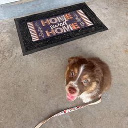 Australian Shepherd Puppies from Willow Tree Australian Shepherds