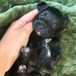 Havapoo puppies from Puddles' Puppies