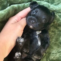 Havapoo puppies from Puddles' Puppies