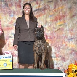 Molly - Cane Corso