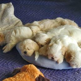Shih Tzu Puppies from AKC Registered Purebred Shihtzus