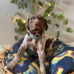 German Shorthaired Pointer and Jack Russell Terrier Puppies from Ivy Creek Kennels