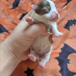Lillian - Chocolate and white female Chihuahua puppy in Amity, Pennsylvania from Baxters Chihuahuas