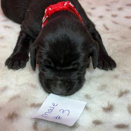3 - Liver male German Shorthaired Pointer puppy in Kathleen, Florida from Alex Yates GSP's