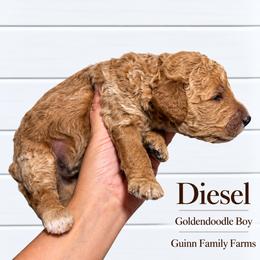 Diesel - Red male Bernedoodle puppy in Grove, Oklahoma from Guinn Family Farms