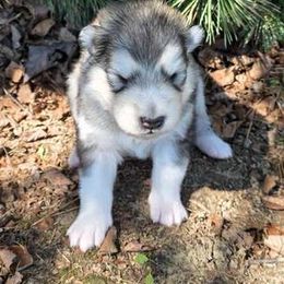 Aspen - Gray and white male Alaskan Malamute puppy in Palmyra, Michigan from Illusion Kennel