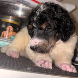 Phoenix - Parti male Poodle puppy in Toledo, Ohio from Exquisite Dalmatians & Standard Poodles