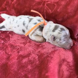 Gingerbread - Red merle male Australian Shepherd puppy in San Marcos, California from Faith Family Freedom Farm