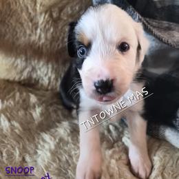 Snoop - Black tri male Miniature American Shepherd puppy in Marshfield, Missouri from Tntowne Miniature American Shepherds