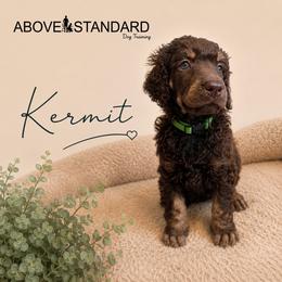 Kermit - Phantom male Poodle puppy in Ponce De Leon, Florida from Above the Standard Dogs