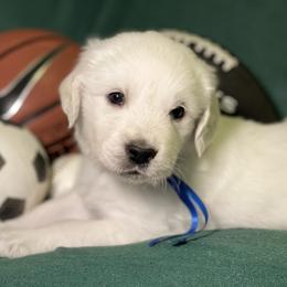 Dark Blue Boy - Light golden Golden Retriever puppy in Brewster, Washington from AB & Co. Goldens
