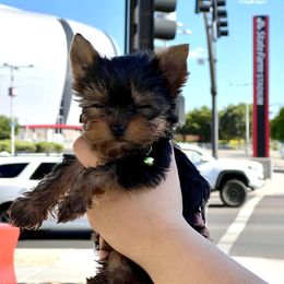 Yorkshire Terrier Puppies from Lala’s Pups