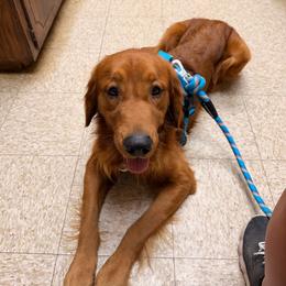 Henry - Golden Retriever