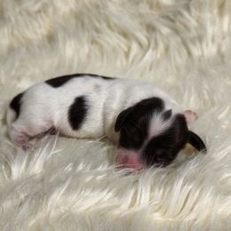 Dachshund, Golden Retriever, and Poodle Puppies from Paragon Puppies