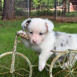 Mismark Merle- Full Tail - Blue merle and white male American Corgi puppy in Nashville, Arkansas from Whisenhunt Farms