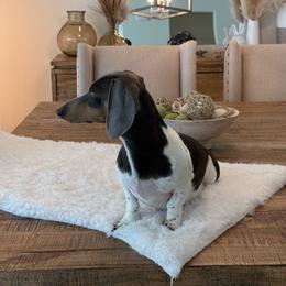 Blue - Dachshund