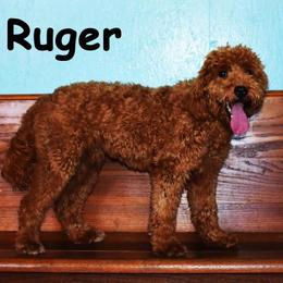 RUGAR - Goldendoodle