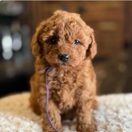 Mira - Red  female Poodle puppy in South Jordan, Utah from Wasatch Pup