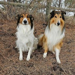 Scottish Collie  All Grown Up from Franklin Farm Collies
