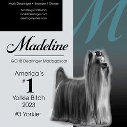 Madeline - Yorkshire Terrier