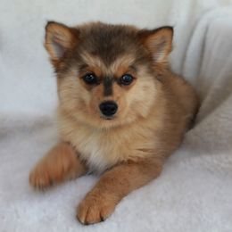 Pomsky Puppies from Highpoint Pomskies