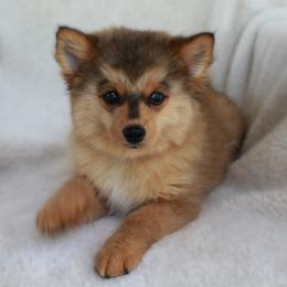 Pomsky Puppies from Highpoint Pomskies