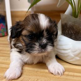 Parti-color male (small) - Tricolor male Shih Tzu puppy in Citrus Heights, California from The Lion dog Shih Tzu