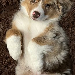 Australian Shepherd Puppies from AW Standard Aussies
