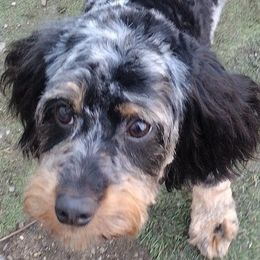 Molly - Cavapoo