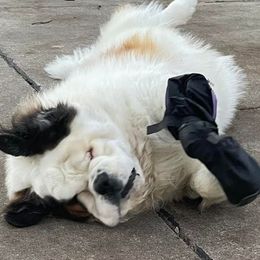 Saint Bernard All Grown Up from Krissie Pilette