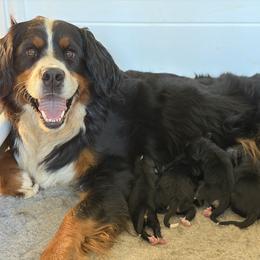 Bernese Mountain Dog puppies from N.W. Mountain Retrievers