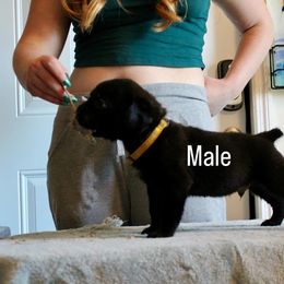 Boy 4 - Chestnut brindle male Cane Corso puppy in Homestead, Florida from Sabal Palm Cane Corso