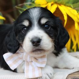 Pebble - Piebald male Dachshund puppy in Wakarusa, Indiana from PuppyLove Dachshunds