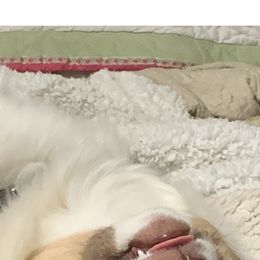 Miniature Australian Shepherd All Grown Up from Diamond Rainbow Aussies
