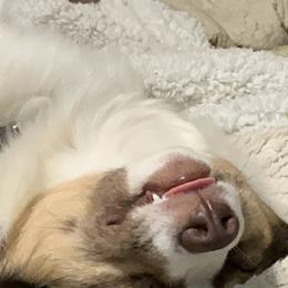Miniature Australian Shepherd All Grown Up from Diamond Rainbow Aussies