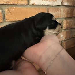 Nutmeg - Black and silver male Miniature Schnauzer puppy in Lubbock, Texas from Schnazzy Schnauzers
