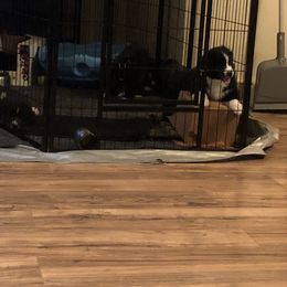 Australian Shepherd and Collie Puppies from Nicara kennel