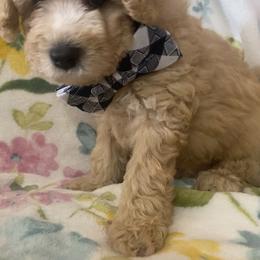 Maltipoo Puppies from Third Coast Maltipoos