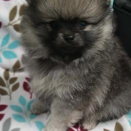 Woody - Wolf sable male Pomeranian puppy in Eureka Springs, Arkansas from Maple Hills Poms