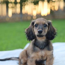 Dachshund Puppies from Rising Dawn Dachshunds