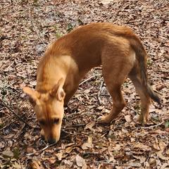 Carolina Dog Puppies from Carolina Dogs Of The Forgotten Coast