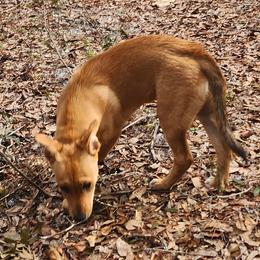 Carolina Dog Puppies from Carolina Dogs Of The Forgotten Coast