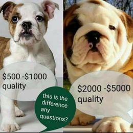 Bulldog and Shetland Sheepdog Puppies from Smooch-A-Bulls English Bulldogs & M&M Shelties
