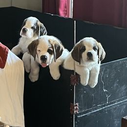 Saint Bernard Puppies from Misstree’s St. Bernards
